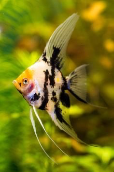 Cá Ông Tiên 3 Màu 