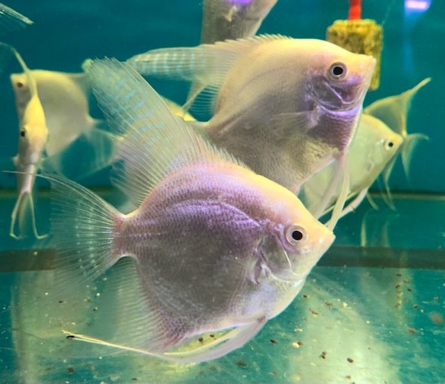 Cá Ông Tiên Trắng