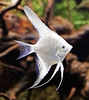 Cá Ông Tiên Trắng (Cối)