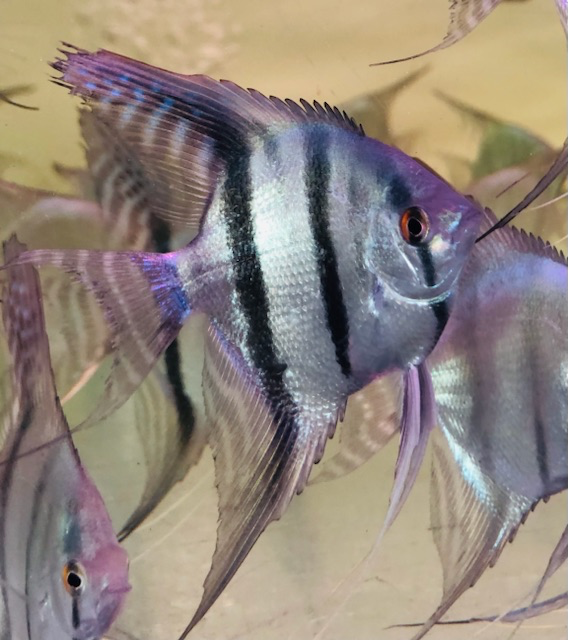 Cá Ông Tiên Xanh (Cối)