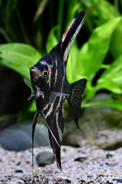 Cá Ông Tiên Đen (Cối)