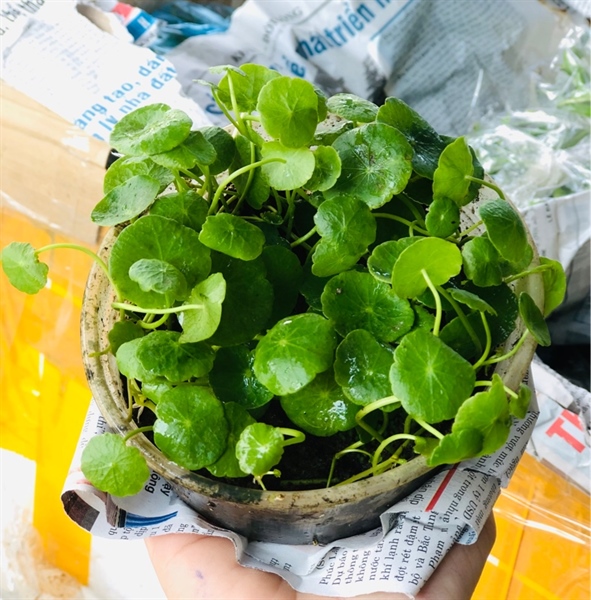 Cây Thủy Sinh (Rau Má Dù)