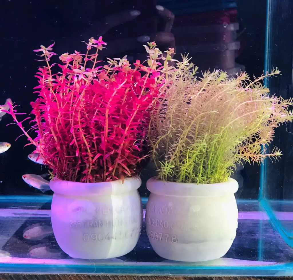 Cây Thủy Sinh - Cắt Cắm Chậu Trắng