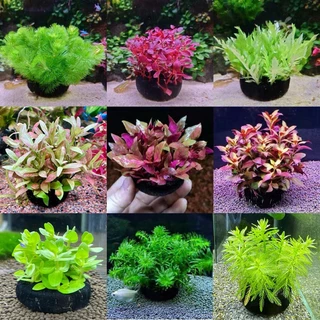 Cây Thủy Sinh - Cắt Cắm Giá Thễ