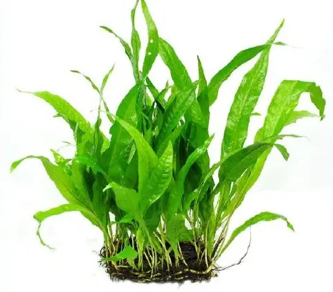 Cây Thủy Sinh - Dương Sĩ