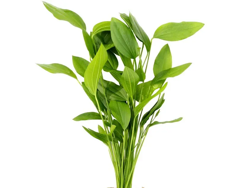 Cây Thủy Sinh - Lan Nước