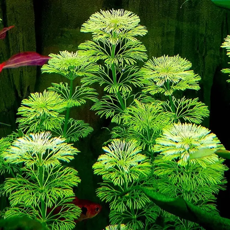 Cây Thủy Sinh - Rong Tiểu Bảo Tháp