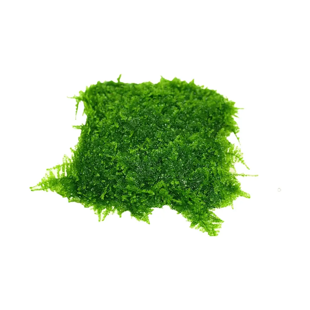 Cây Thủy Sinh - Rêu vĩ