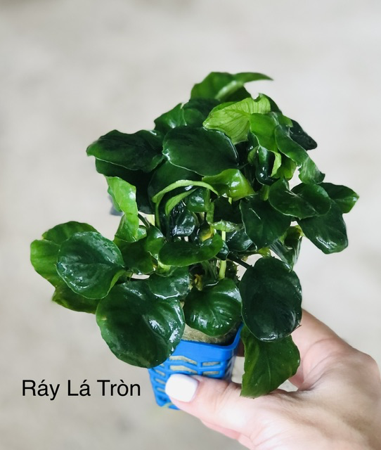 Cây thủy sinh - Ráy Lá Tròn