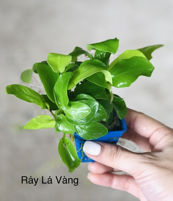 Cây thủy sinh - Ráy Lá Vàng