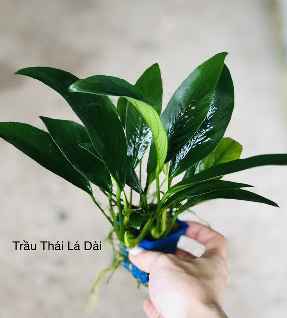 Cây thủy sinh - Ráy Trầu Thái Lá Dài