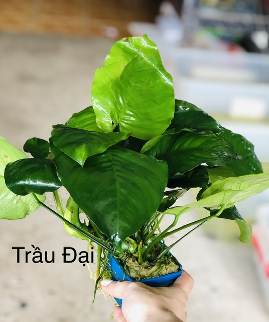 Cây thủy sinh - Ráy Trầu Đại