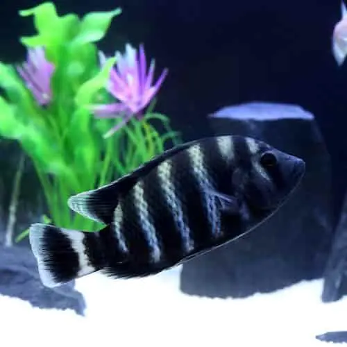 Cá Hoàng Tử Châu Phi (Nhỏ)