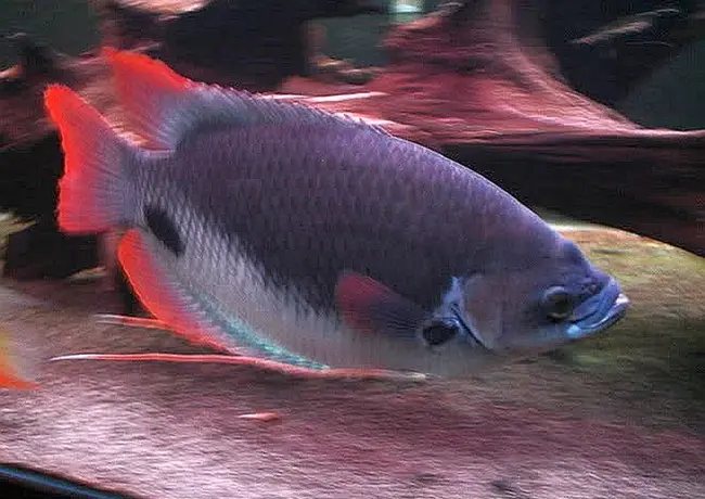 Hồng Kì Phát Tài (Lớn)