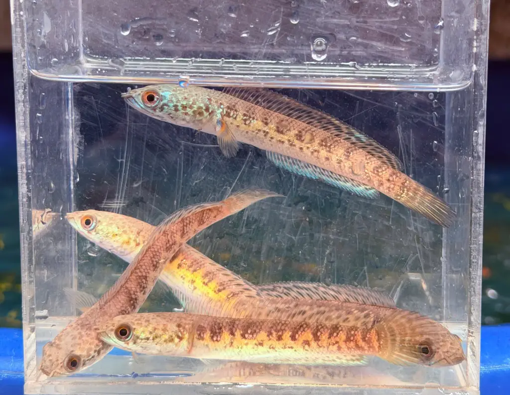 Cá Lóc Nữ Hoàng (10-12cm)