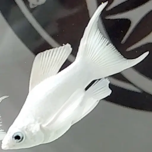 [CA.00321] Molly Trắng 