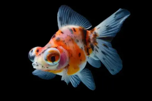 [CA.00501] Cá Vàng Ngũ Hoa Mắt Lồi (cối)