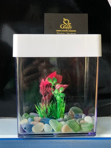 [HOKHA.00068] Nắp Hồ Betta
