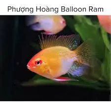 [CA.00538] Phượng Hoàng Balloon (Mái)
