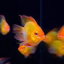 [CA.00539] Phượng Hoàng Balloon (Trống)