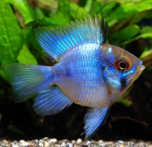 [PGF.CA.00359] Phượng Hoàng Lam (Lớn)