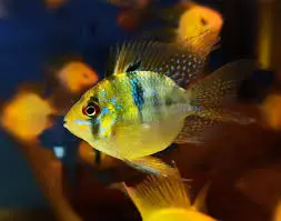 [CA.00362] Phượng Hoàng Ngũ Sắc (Nhỏ)