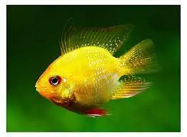 [CA.00364] Phượng Hoàng Vàng (Nhỏ)