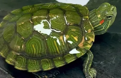 [RUBA.00004] Rùa Xanh (Nhỏ)