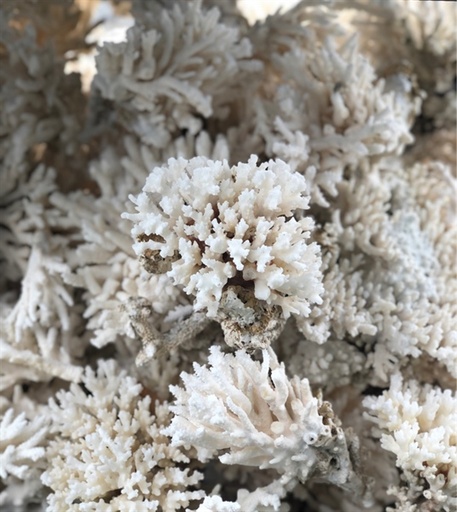 [PGF.TRATRI.00126] San Hô Bông (kg)