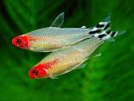 [PGF.CA.00380] Cá Sóc Đầu Đỏ (Mũi Đỏ)