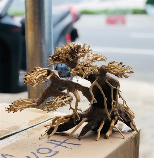 [TRATRI.00003.BS2] Trang Trí - Bonsai Giá Thể 2