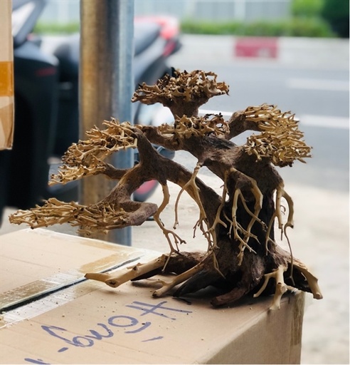 [TRATRI.00004.BS3] Trang Trí - Bonsai Giá Thể 3