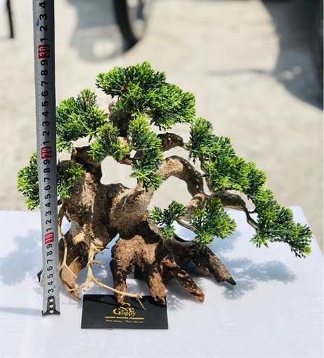 [TRATRI.00074] Trang Trí - Lũa Bonsai Gắn Rêu 3