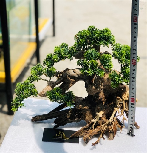[TRATRI.00075] Trang Trí - Lũa Bonsai Gắn Rêu 4