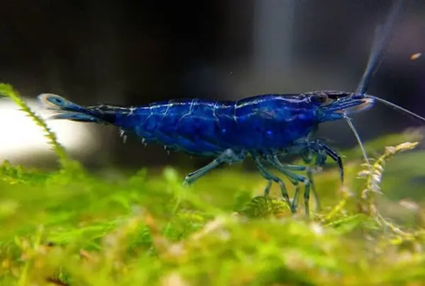 [CA.00401] Tép Xanh (Con)