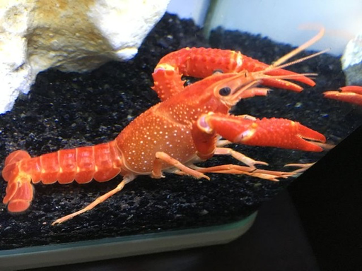 [CA.00406] Tôm Cảnh (Nhỏ)