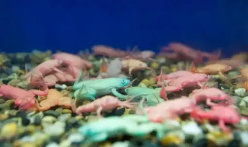 [CA.00431] Ếch Màu Cảnh