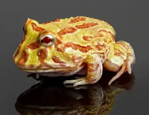 [CA.00432] Ếch Pacman