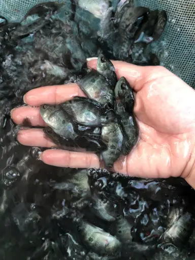 [PGF.CA.00602] Cá La Hán Mini