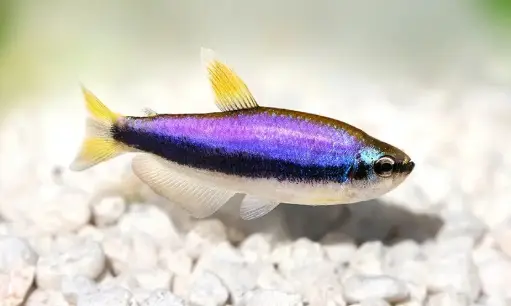 [PGF.CA.00604] Cá Neon Hoàng Đế Tím