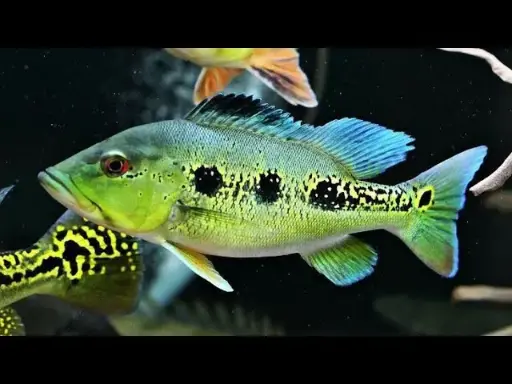 [CA.00601] Cá Hoàng Bảo Yến (18cm)