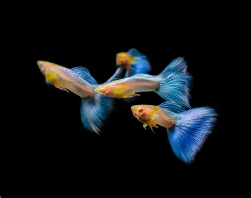 [PGF.CA.00540] Cá 7 Màu - Blue Topaz