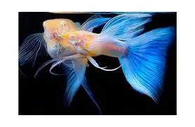 [PGF.CA.00542] Cá 7 Màu - Blue Topaz (Rb)