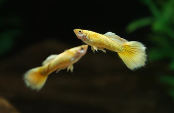 [CA.00551] Cá 7 Màu - Full Gold 