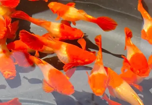 [CA.00564.C7MKRE] Cá 7 Màu - Koi Red Ear