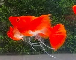 [CA.00565] Cá 7 Màu - Koi Red Ear (RB)