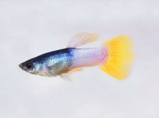 [CA.00566] Cá 7 Màu - Pingu