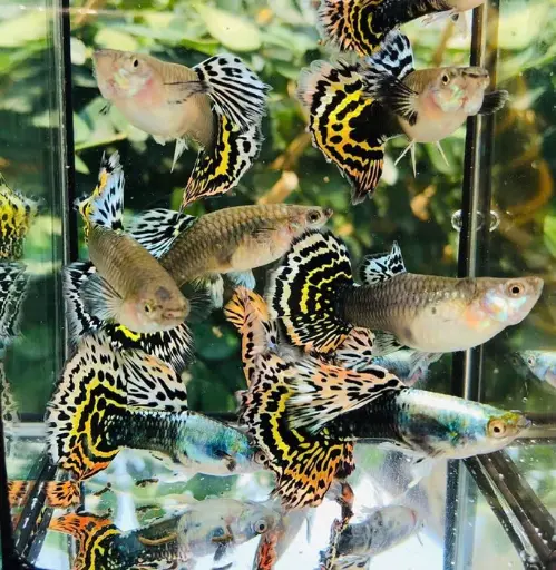 [CA.00575] Cá 7 Màu - Tiger HM (Cối)