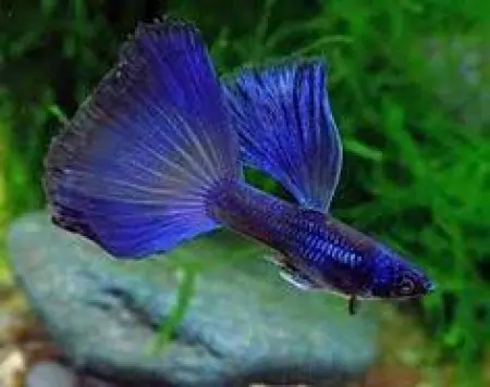 [CA.00580] Cá 7 Màu Blue Tazan