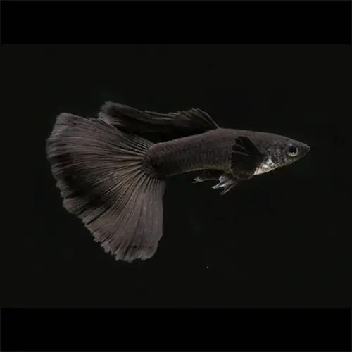 [CA.00585] Cá 7 Màu Full Black